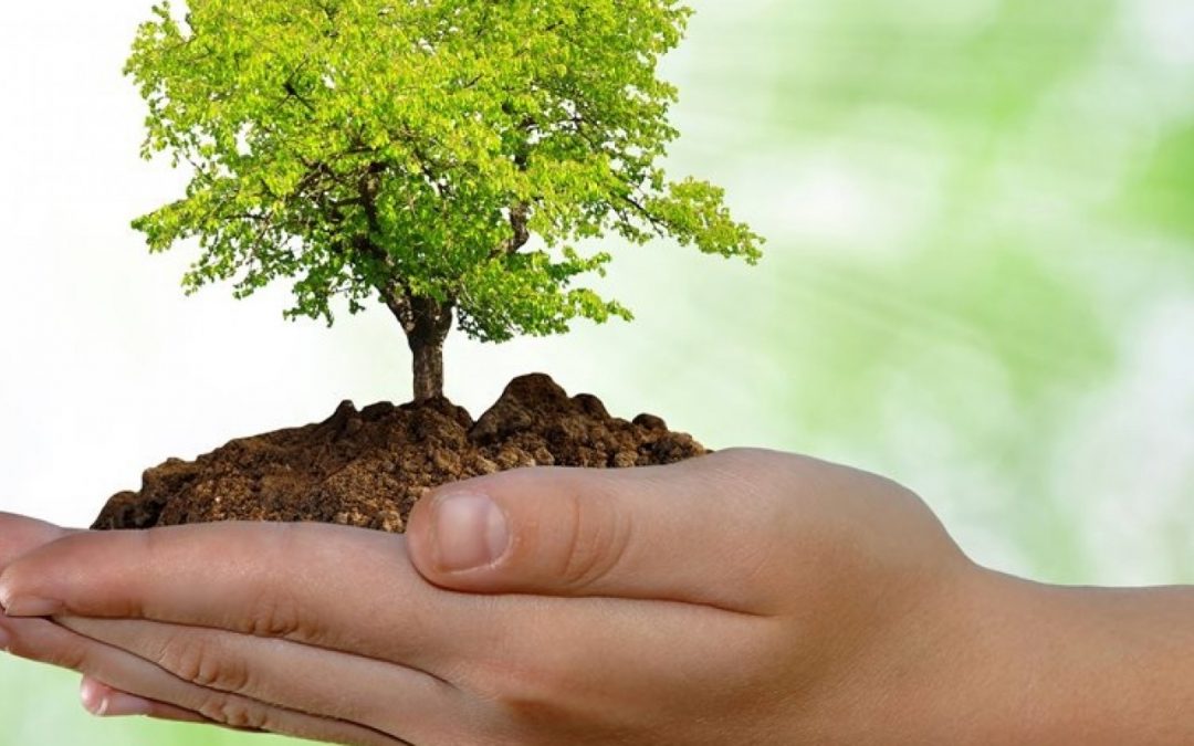 Formulario de solicitud de aprovechamiento forestal arboles aislados ajustado con Decreto 1076