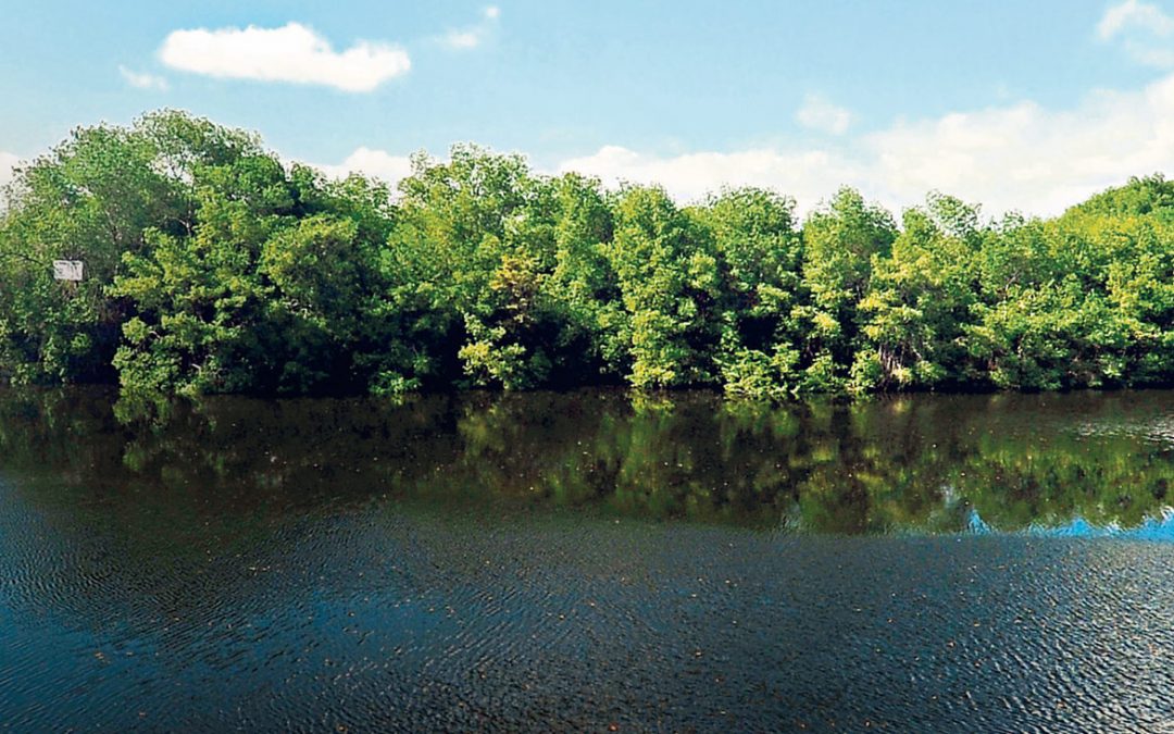 ocupación de playas, lechos, manglar, guandal y naidizal