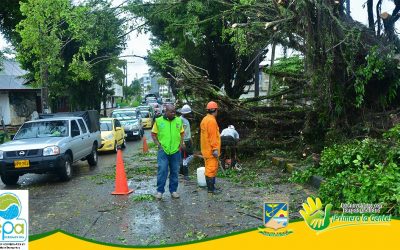 Establecimiento público ambiental se pronunció ante la denuncia del ciudadano que dice ser víctima de accidente de tránsito por la cíada de un árbol