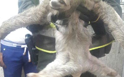 EN ZONA RURAL DE BUENAVENTURA ES LIBERADO OSO PEREZOSO