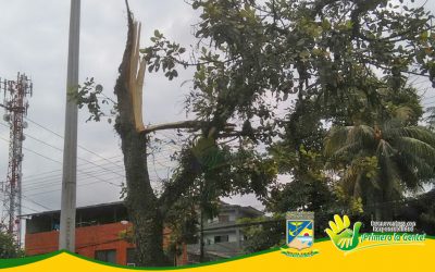ÁRBOL EN LA ENTRADA AL BARRIO EL JORGE ES INVESTIGADA POR EL ESTABLECIMIENTO PÚBLICO AMBIENTAL