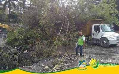 SUBDIRECCIÓN DE CONTROL Y VIGILANCIA DEL EPA BUENAVENTURA INSPECCIONÓ ÁRBOL COLAPSADO EN OBRA DEL MALECÓN BAHÍA DE LA CRUZ