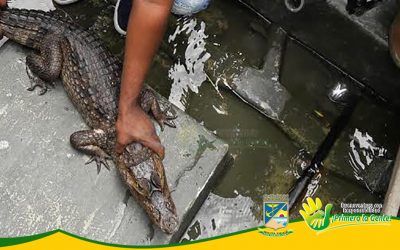 FUNCIONARIOS DEL ESTABLECIMIENTO PÚBLICO AMBIENTAL LIBERAN CAIMÁN DE ANTEOJOS HALLADO EN ESTERO DEL BARRIO SANTA CRUZ