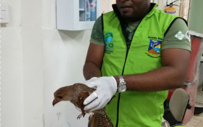 REUBICACIÓN DE LA ESPECIE DE AVE DE CAVERNA, CONOCIDA COMO “PAJARO ACEITOSO O GUÁCHARO” EN NUESTRA REGIÓN DEL PACIFICO