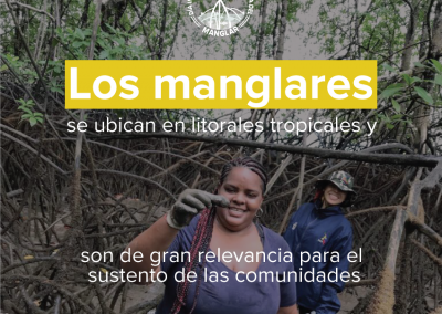 DÍA DEL MANGLAR