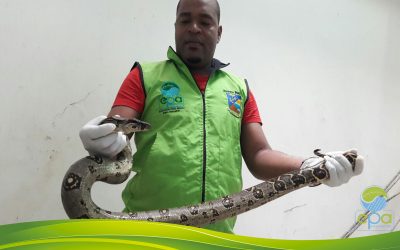FUNCIONARIOS DEL ESTABLECIMIENTO PÚBLICO AMBIENTAL DE BUENAVENTURA REALIZAN LA LIBERACIÓN DE UNA BOA CONSTRICTOR