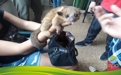 HABITANTES DEL BARRIO INDEPENDENCIA ENTREGAN AL EPA UNA ESPECIE ANIMAL QUE SE ENCONTRABA FUERA DE SU HÁBITAT