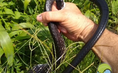 En Las Instalaciones de La DIMAR Se Reportó Un Caso de una Serpiente Encontrada en un Bote