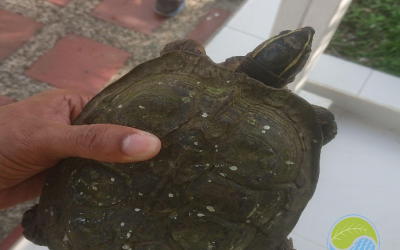 Moradora de La Ciudad Hace Entrega Voluntaria de una Tortuga al Establecimiento Público Ambiental