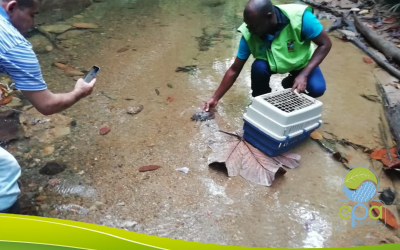 EPA Hace Liberación de Seis Tortugas en Hábitat Natural de Zacarías