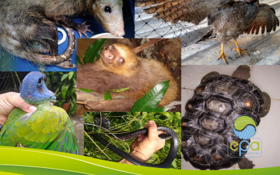 Fauna Silvestre Recuperada por El EPA Buenaventura para El Periodo Enero-Mayo de 2020