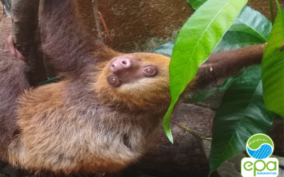 LA HISTORIA DE “TATI” Una perezosa de dos dedos