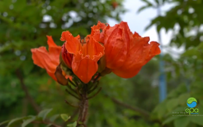 ORGANIZACIONES ECOLOGISTAS