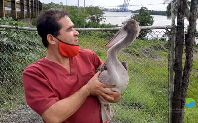 EPA realiza liberación de ave e iguana