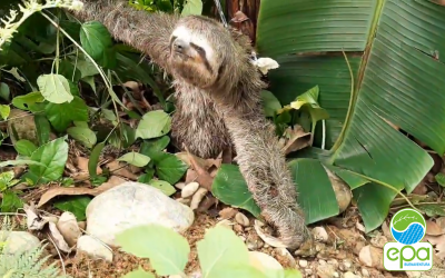 Oso perezoso antes de recuperación