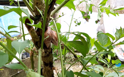 Recuperación y liberación de la fauna silvestre