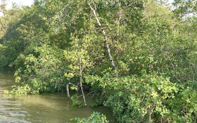 Conoce y Protege Nuestra Bahía.