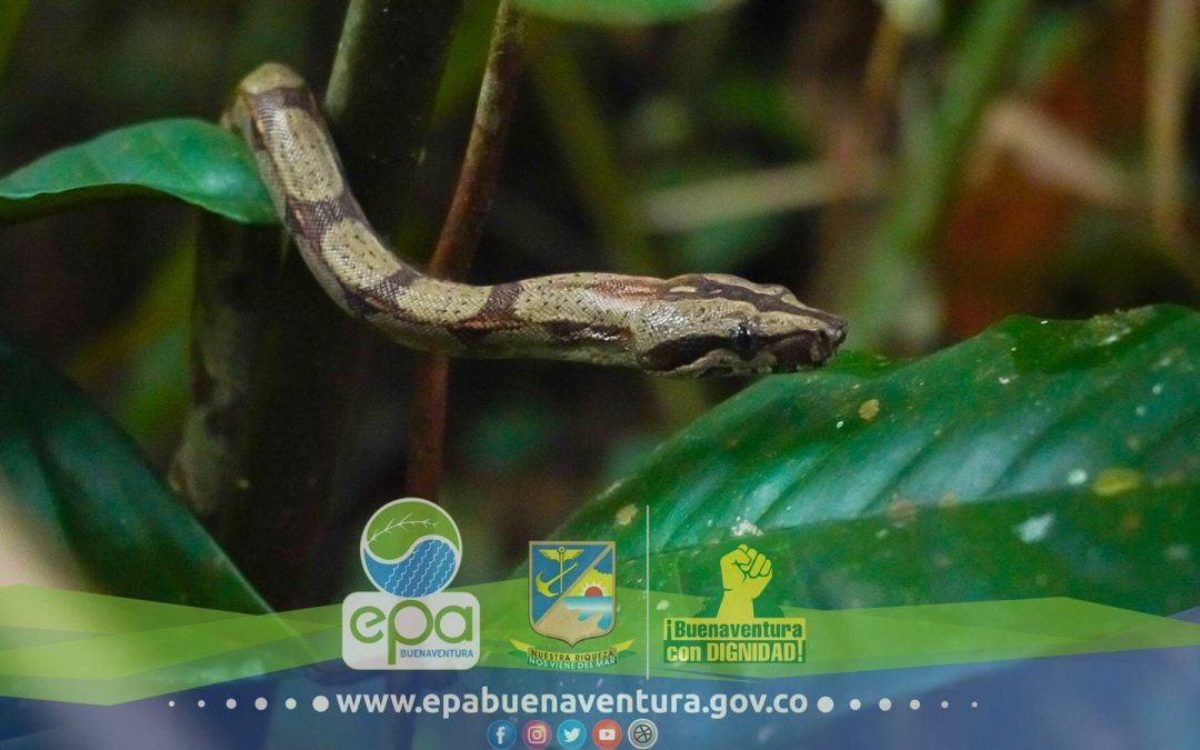 La protección de la fauna silvestre una prioridad