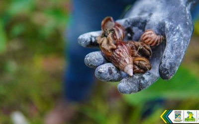 EPA Buenaventura adelanta acciones preventivas por la proliferación de caracoles africanos
