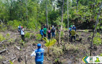 Establecimiento Público Ambiental dio inicio a estrategia de regeneración natural en el ecosistema de manglar de Papagayo