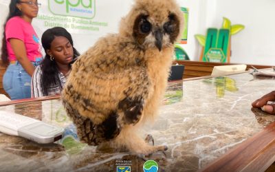 *Fallece Lechuzón entregado por funcionarios del Palacio Nacional al EPA Buenaventura* .