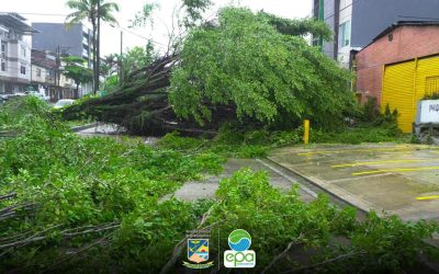 *Autoridades actúan en conjunto por caída árbol en la autopista Simón Bolívar*