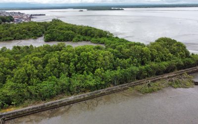 Establecimiento Público Ambiental verifica aprovechamiento ilegal de mangle en el malecón Bahía de la Cruz.