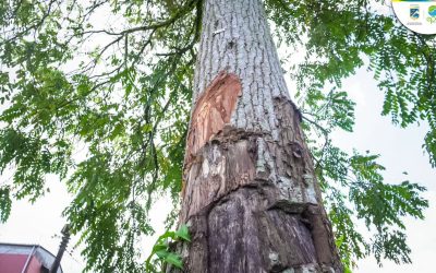 EPA Buenaventura advierte sobre daños a árboles de cedro