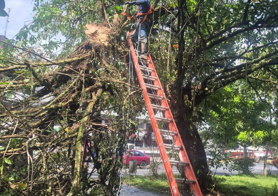 Comité Interinstitucional inicia intervención de árboles en la vía Simón Bolívar ante riesgos por temporada de lluvias
