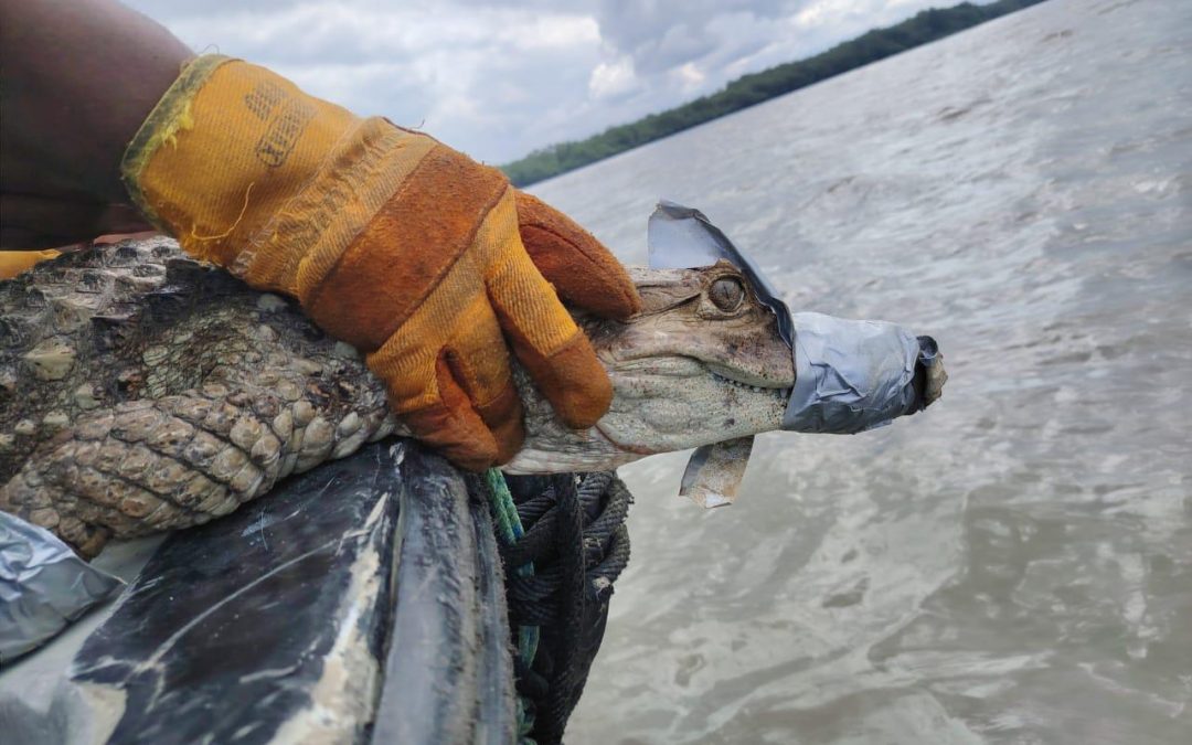 EPA Buenaventura cierra con éxito la estrategia de atención a conflictos entre comunidad y fauna silvestre