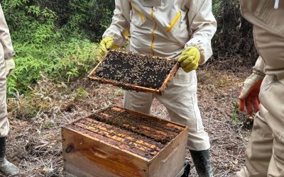 EPA fortaleció la atención y protección de especies polinizadoras en Buenaventura con articulación institucional y comunitaria