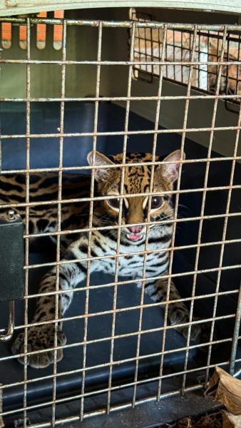 Rescate oportuno de fauna silvestre en zona semiurbana