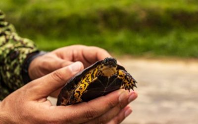 EPA Buenaventura reporta avances en rescate de fauna silvestre y fortalecimiento de negocios verdes en 2026