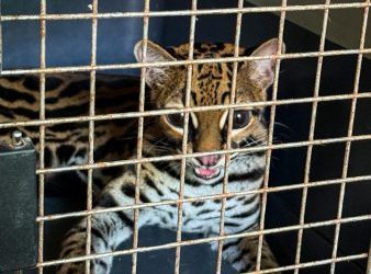 Rescate oportuno de fauna silvestre en zona semiurbana